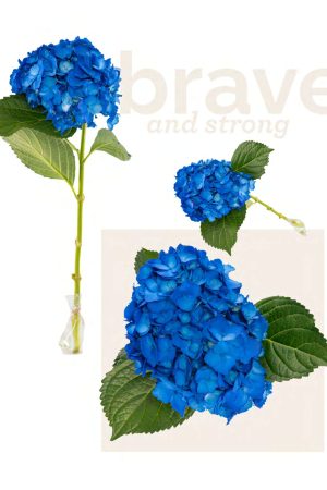 Blue flag tinted hyd