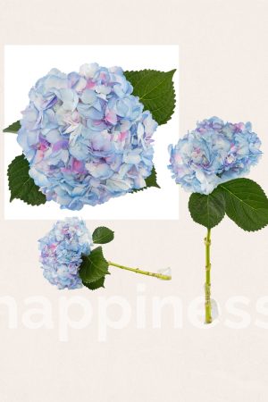 Candy cotton tinted hyd