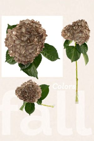 Capucchino tinted hyd