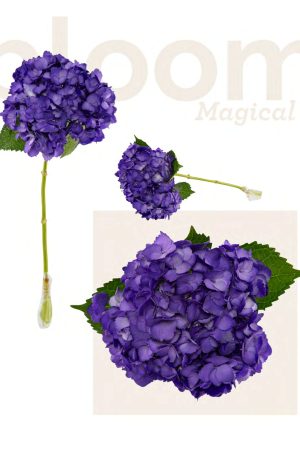 Dark purple tinted hyd