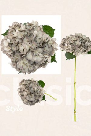 Grey tinted hydrangea