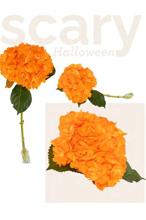 Halloween orange color hyd