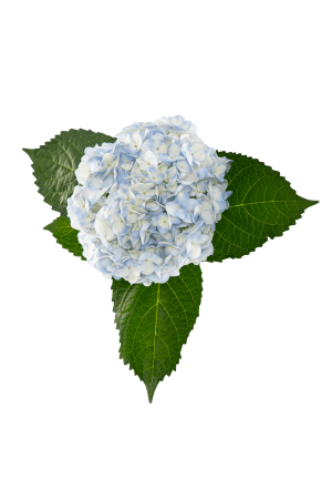 HYD  NATURAL LILAC