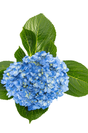 HYD SHOCKING BLUE