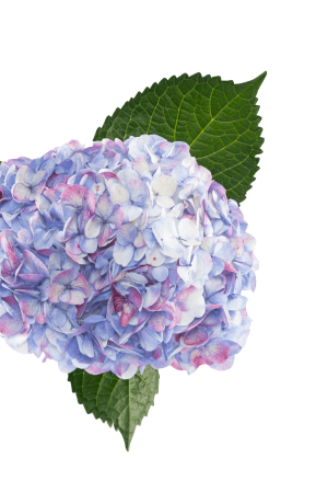 HYD ANTIQUE LILAC