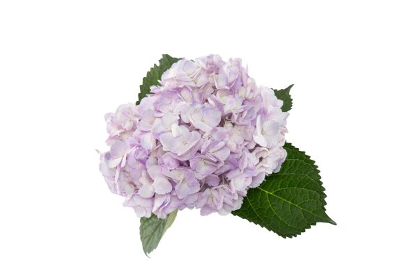 Tinted lilac - Image 4