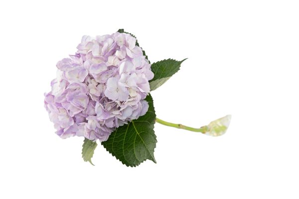 Tinted lilac - Image 2