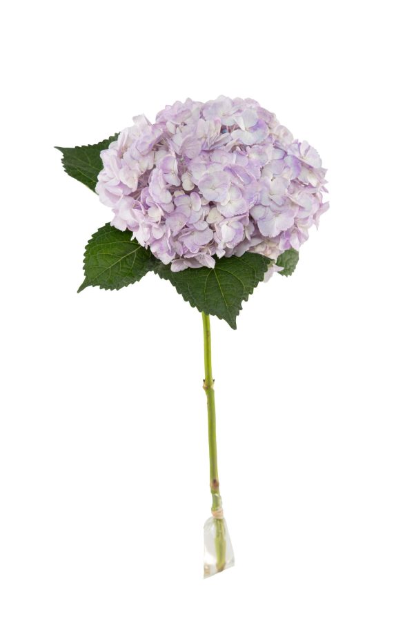Tinted lilac - Image 3