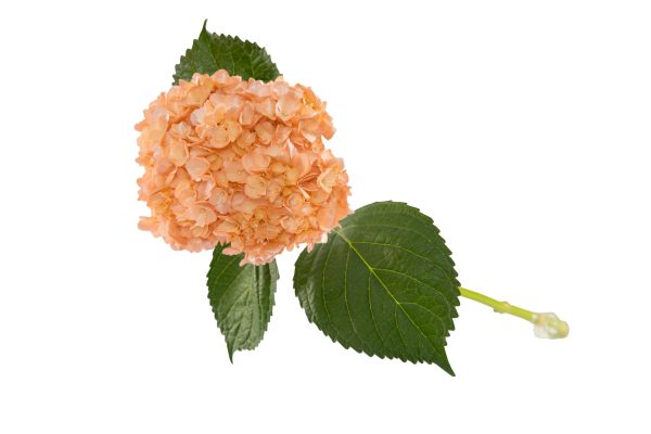 Peach pearl metallic tinted hyd - Image 3