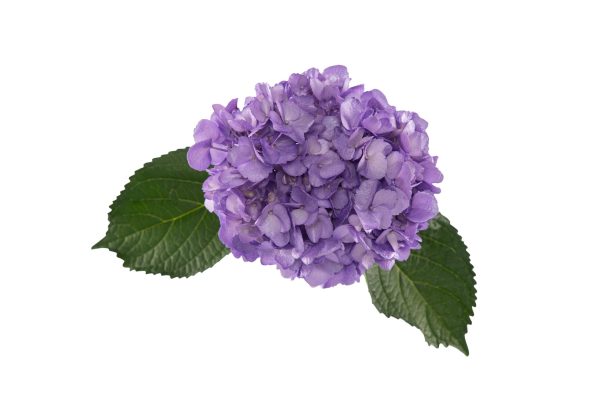 Lavander metallic tinted hyd - Image 4