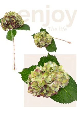 Jumbo antique burgundy