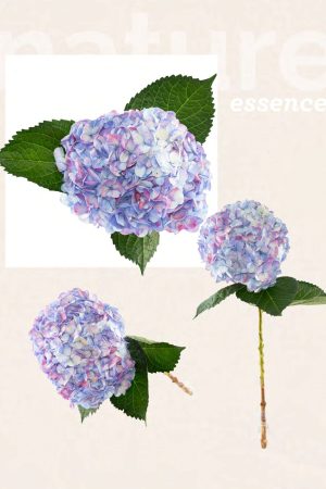 Jumbo antique lilac hyd