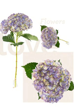 Jumbo antique raspberry