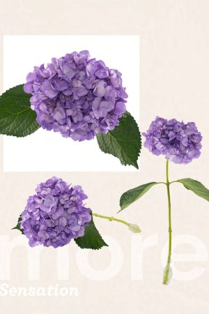 Lavander metallic tinted hyd