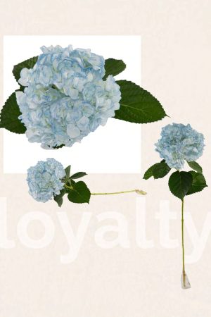 Light blue tinted hyd