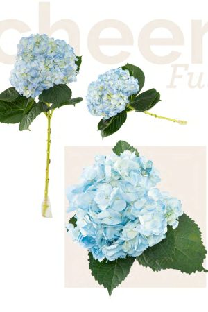 Light blue tinted hyd