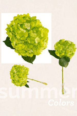 Light green tinted hyd