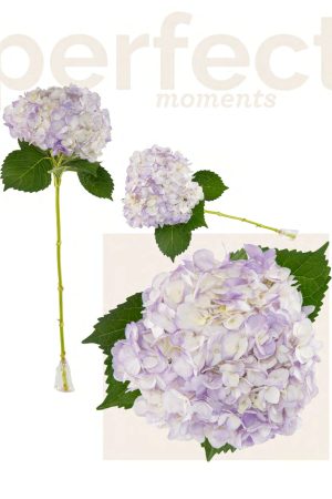 Light lavander