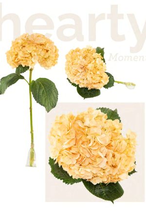 Light peach tinted hyd