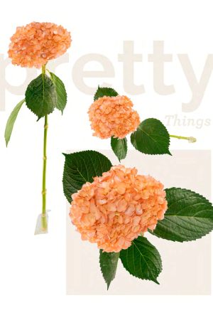 Peach pearl metallic tinted hyd