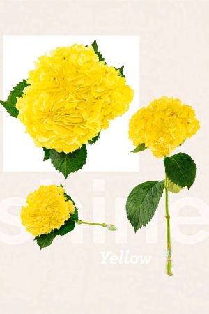 Tinted ligth yellow hydrangea