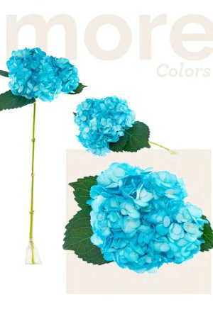 Turquoise blue tinted hydrangea