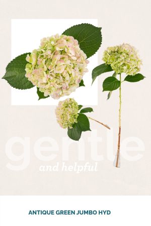 ANTIQUE GREEN JUMBO HYD